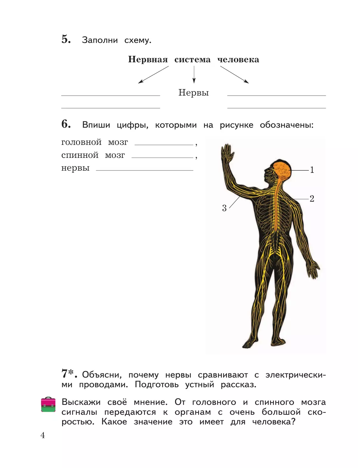 Составьте и заполните схему значение нервной системы. Составьте и заполните схему значение нервной системы