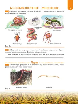 Биология. Животные. 8 класс. Рабочая тетрадь (для обучающихся с интеллектуальными нарушениями) 37